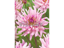 83,5���. �������� ����� ������� ����(�������� ���� �� 1 ��., ����������� ����� 1��.)���16.jpg