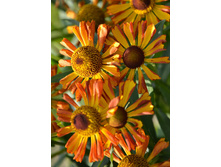 84,5���. �������� ��� �����(�������� ���� �� 2 ��., ����������� ����� 1��.)���16.jpg