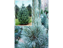 ����� Pinus flexilis Vanderwolf's Pyramid �1,5-424,60.jpeg