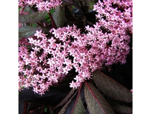 216���. ������ ޣ���� ���� �����.jpg