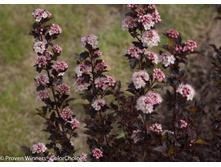 ������������� ����� ����-367.jpg