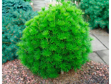 403,5���. ����������� Sciadopitys verticillata (������ 2�)