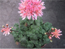 Pink Needles(���� ����)