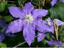 Clematis hybriden Lasurstern �������� ��������� ���������� 2 (������) 2 ltr € 6,04 453,21�..jpg