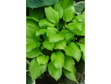 86,05���. ����� �������(�������� ���� �� 2 ��., ����������� ����� 1��.).jpg