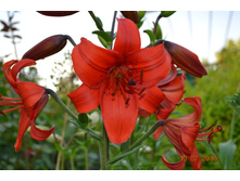 578f60a71c229 dsc0544.JPG