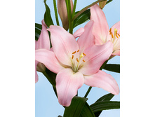 19,74���. ����� ����������(��� 7 ��. ���������� �� 2��.)���17.jpg