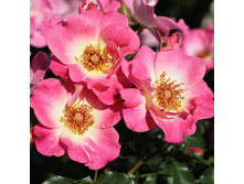 Rosa floribunda Dolomiti.jpg