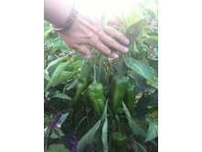 IMG 20160820 174954.jpg