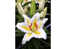 43,34���. ����� ������ ������(��� 5 ��. ���������� �� 2��.)���17.jpg