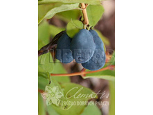 Lonicera kamtschatica Bakcarskaya ��������� ���������� ���������� 2 ltr € 4,95 371,08�..jpg