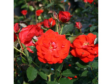 Rosa floribunda Olympisches Feuer.jpg