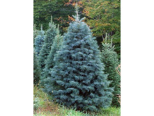 107,8���. ����� Abies concolor_P9.jpg