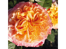 Rosa park La Villa Cotta.jpg