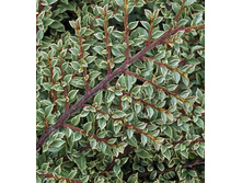 150���. ��������� �������������� ����������.jpg