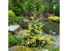 424,6���. ��� Picea orientalis Aureospicata_C1.5 10-15.jpg