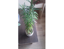 �������� ���������