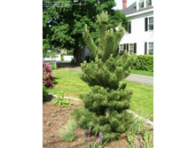 ����� nigra Oregon Green