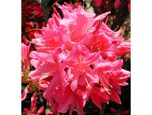 135���. ������ �������� ���� �����.jpg