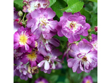 Rosa climbing Veilchenblau K.jpg