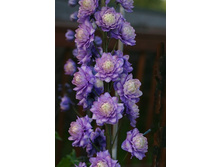 243,2���. ���������� HIGHLANDER ������(�������� ���� �� 1 ��., ����������� ����� 1��.)���16.jpg