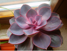 �������� ���� ���� ��� �������� ( Echeveria 'Perle von Nurnberg' ) - 300 ���.