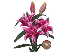 57,68���. ����� ROSELILY �������(�������� ���� �� 5 ��., ����������� ����� 1��.)���17.jpg