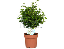 ����� ������ �� ����� 12�28. 274,05 ���.jpg