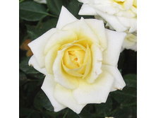 Rosa miniature Honeymilk.jpg