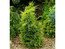 102,5���. ������������ Juniperus media King of Spring.jpg