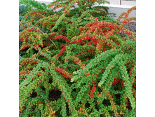 137���. �������� �������� ���� ������.jpg