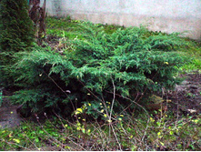 102,5���. ������������ Juniperus squamata Blue Swede.jpg