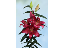 32,4���. ����� ��������(��� 7 ��. ���������� �� 2��.)���17.jpg