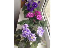 ��- ���������� �������� ,Lyons pirates treasure, ������� �����