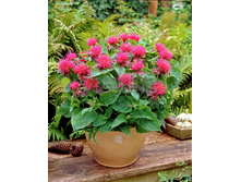 97,1���. ������� ���� ������(�������� ���� �� 2 ��., ����������� ����� 1��.)���16.jpg