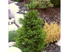 113,1���. ��� Picea abies Wills Zwerg_P8.jpg
