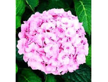 141���. ��������� �������������� �������.jpg