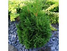 92���. ��� Thuja occidentalis Miky_P9 10-15.jpg