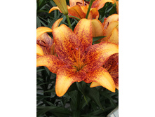 27,3���. ����� �������(��� 5 ��. ���������� �� 2��.).jpg