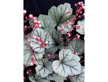 Heuchera Silver Blush ������� ������� ���� € 2,19 159,87���..jpg