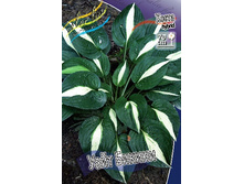 187,9���. ����� ���� ������(�������� ���� �� 1 ��., ����������� ����� 1��.).jpg