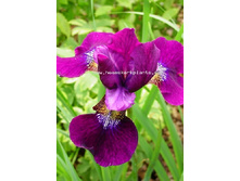 54,45���. ���� ��������� �������(�������� ���� �� 2 ��., ����������� ����� 1��.).jpg