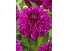 83,5���. �������� ������(�������� ���� �� 1 ��., ����������� ����� 1��.).jpg