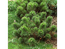 92���. ����� Pinus mugo pumilio.jpg