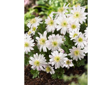 10,89���. ������� ���� ��������(���������� ������ ������ ���������� �� 10 ��.).jpg