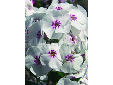 Phlox Mike's Favourite.jpg
