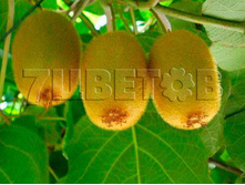 Actinidia arguta Kokuwa ��������� ������ ������ (���������������) 2 ltr € 5,91 443,08�..jpg