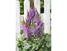 117,65���. �������� �������(�������� ���� �� 2 ��., ����������� ����� 1��.).jpg