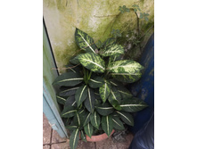 DSCF8125.JPG