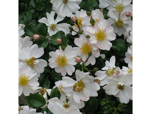 Rosa groundcover Medeo.jpg
